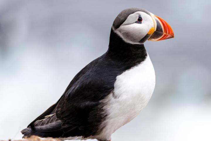 a bird sitting on a ledge