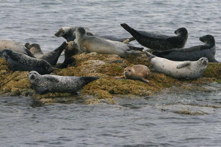 a flock of seagulls standing next to a body of water