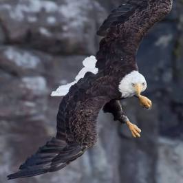 a bird flying in the sky