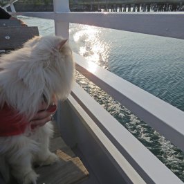 a dog sitting in front of a window