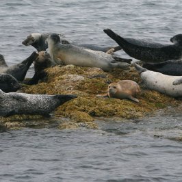 a flock of birds sitting on top of a body of water