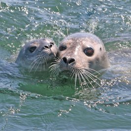 a seal swimming in a body of water