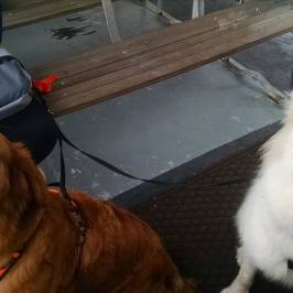 a brown dog on a leash