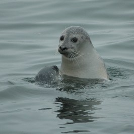 a seal swimming in a body of water