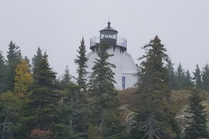 a group of people in a forest