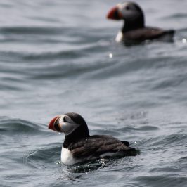 a flock of seagulls are swimming in a body of water